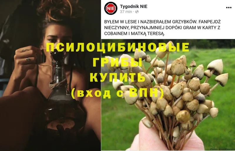 Псилоцибиновые грибы Magic Shrooms  наркота  Багратионовск 